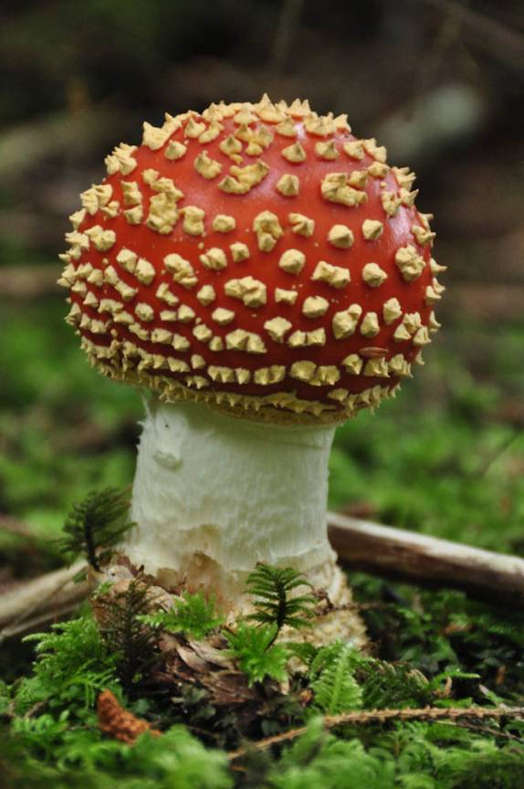 Um dos muitos tipos de cogumelos encontrados na trilha Metlakatla, na área de Prince Rupert, na British Columbia, oeste do Canadá